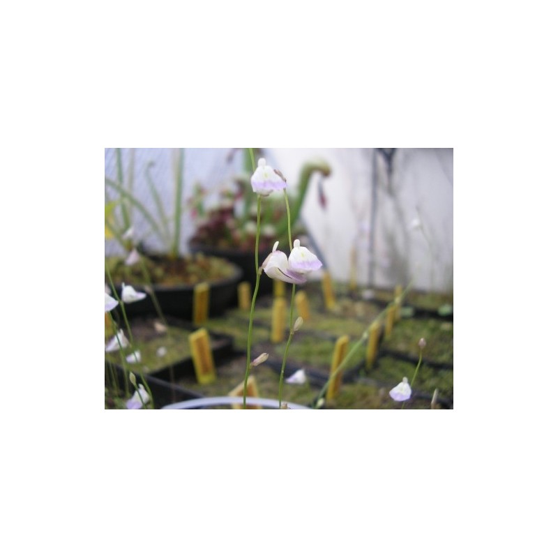 Utricularia livida
