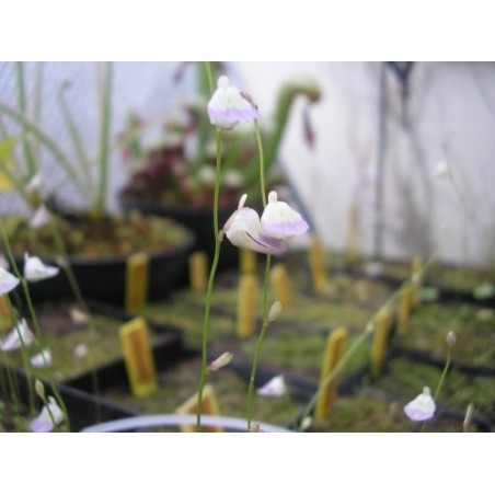 Utricularia livida