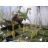 Utricularia livida