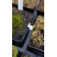 Utricularia parthenopipes