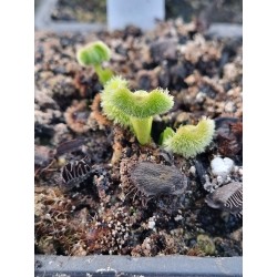 Dionaea 'chataigne'