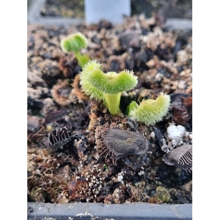 Dionaea 'chataigne'