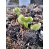 Dionaea 'chataigne'