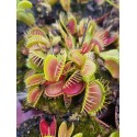 Dionaea muscipula