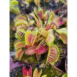 Dionaea muscipula