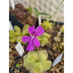 Pinguicula X L'hautil'