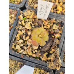 Pinguicula esseriana 'white' x laxifolia