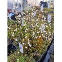 Utricularia parthenopipes