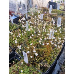 Utricularia parthenopipes