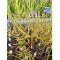 Drosera binata var. dichotoma