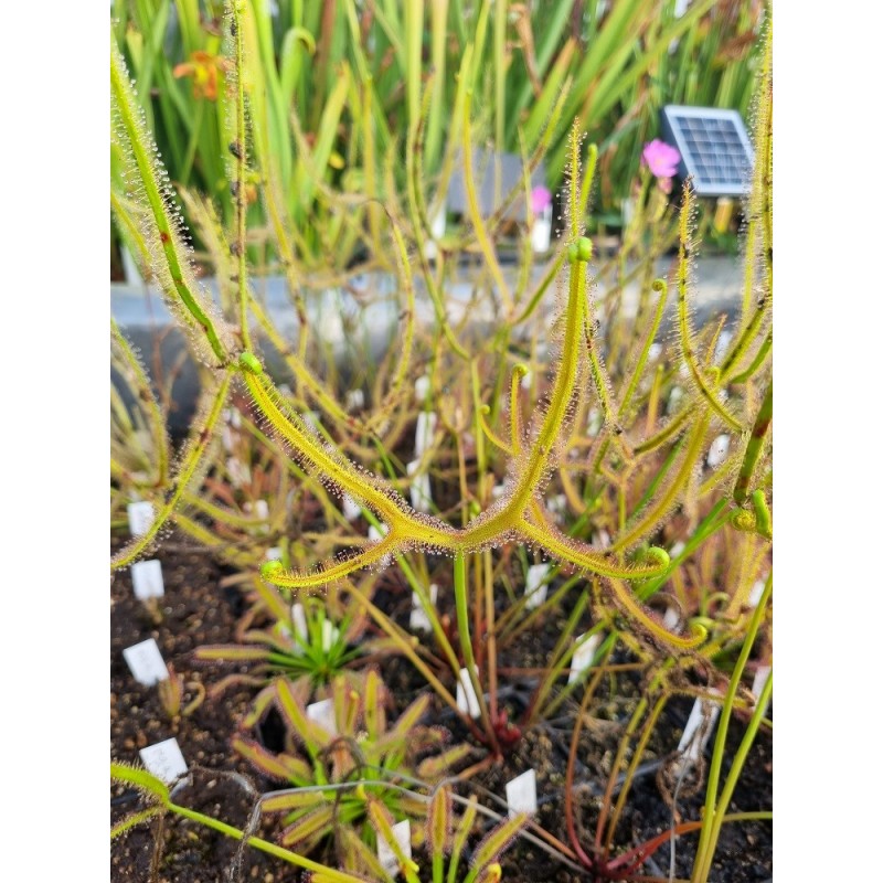 Drosera binata var. dichotoma