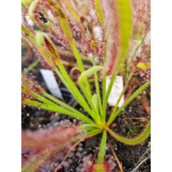 Drosera capensis 'velues'