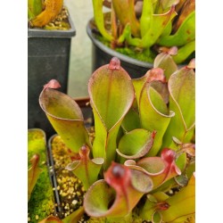 Heliamphora huberi x pulchella