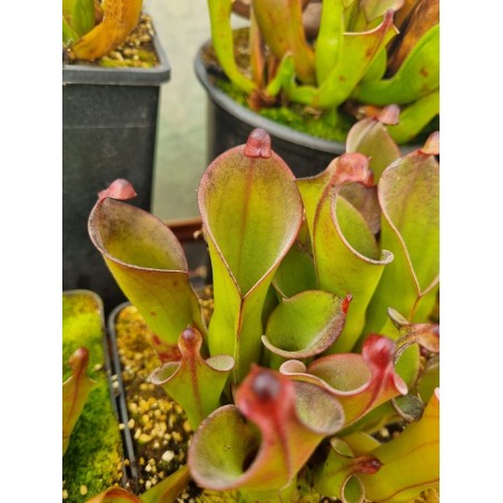 Heliamphora huberi x pulchella