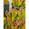 Heliamphora huberi x pulchella