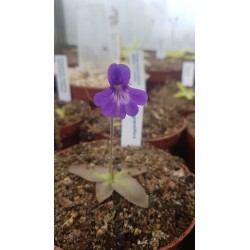 Pinguicula grandiflora x poldinii