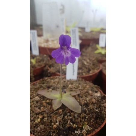 Pinguicula grandiflora x poldinii