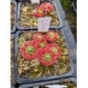 Drosera callistos