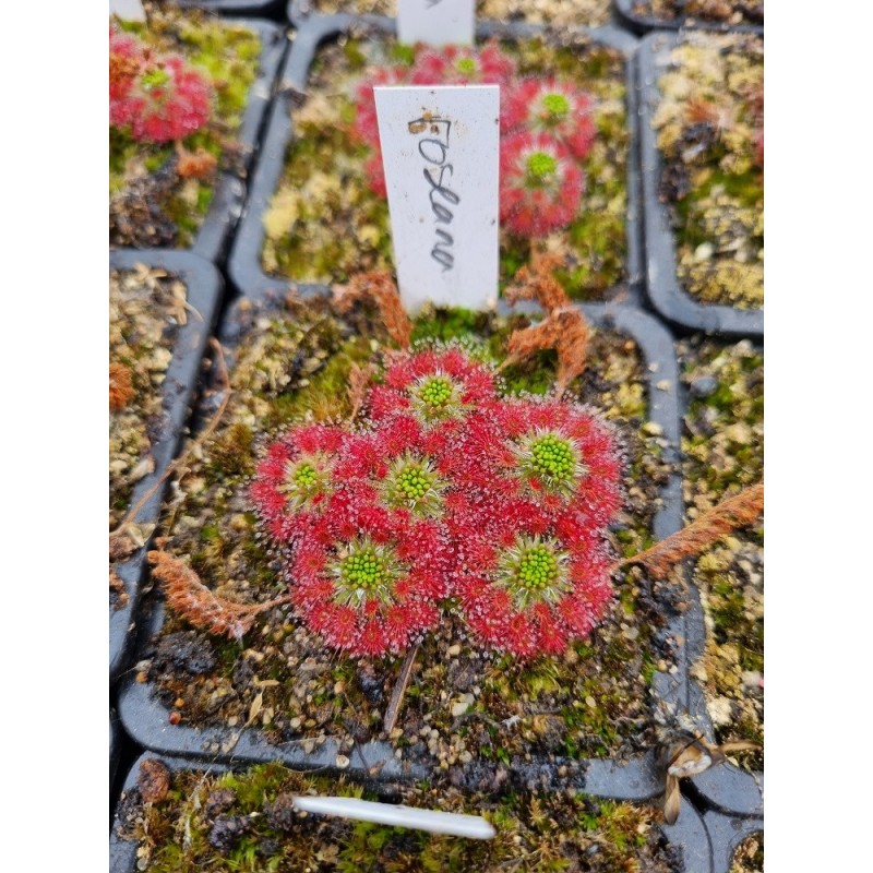 Drosera roseana