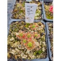 Drosera helodes 'great Northern Highway form'