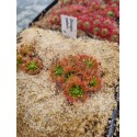 Drosera patens