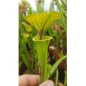 Sarracenia flava var. ornata \'heavy vein,tube coppered (SFO01,C.AZAIS)
