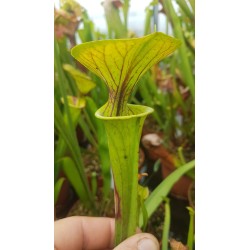 Sarracenia flava var. ornata 'heavy vein,tube coppered (SFO01,C.AZAIS)