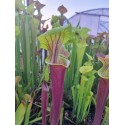 Sarracenia flava var. rubricorpora (Gerd germany)