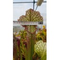 Sarracenia SX002 (S.J)