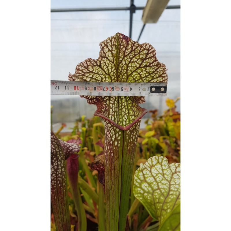 Sarracenia SX002 (S.J)