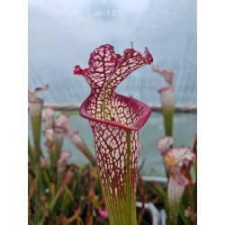 Sarracenia leucophylla 'red upper tube'