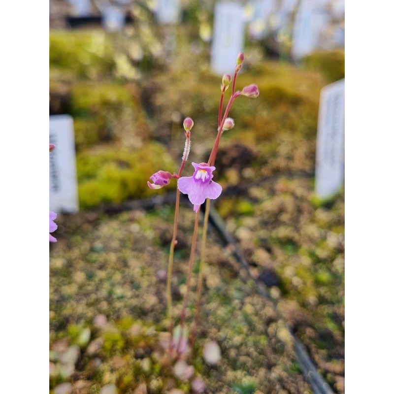 Utricularia tridentata