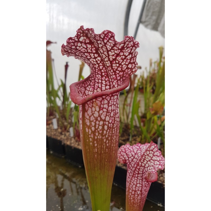 Sarracenia X super juthaphil PD-SX81