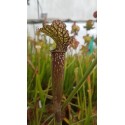 Sarracenia leucophylla \'Dark red\'
