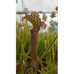 Sarracenia leucophylla 'Dark red'