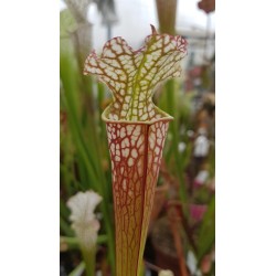 Sarracenia leucophylla 'Blackwater River State Forest, Florida'