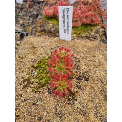 Drosera barbigera 'Badgingarra, WA'