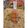 Drosera barbigera 'Badgingarra, WA'
