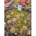 Drosera citrina