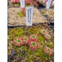 Drosera closterostigma 'Boonanarring, WA'