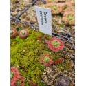 Drosera micrantha