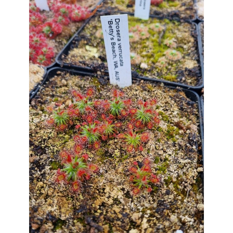 Drosera verrucata 'Betty's Beach, WA, AUS'