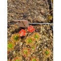 Drosera pulchella '44A'