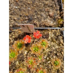 Drosera pulchella '44A'