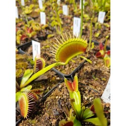 Dionaea 'DC XL'