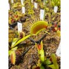 Dionaea 'DC XL'