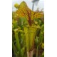 Sarracenia flava var. ornata 'Cooks Bayou, FL,(WS) F166A (SFO37,C.AZAIS