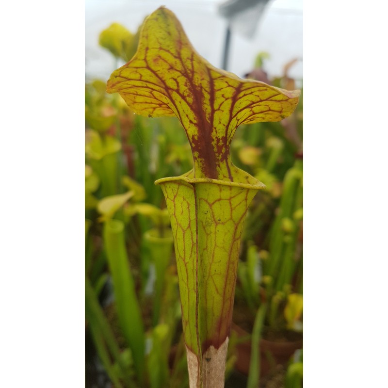 Sarracenia flava var. ornata 'Cooks Bayou, FL,(WS) F166A (SFO37,C.AZAIS
