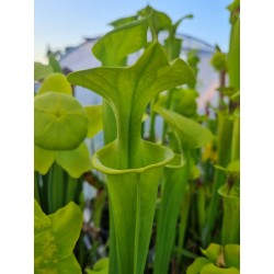 Sarracenia flava var. maxima 'Green Swamp,NC,W, AF(F194,MK)'