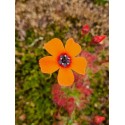 Drosera barbigera \'Badgingarra, WA\'
